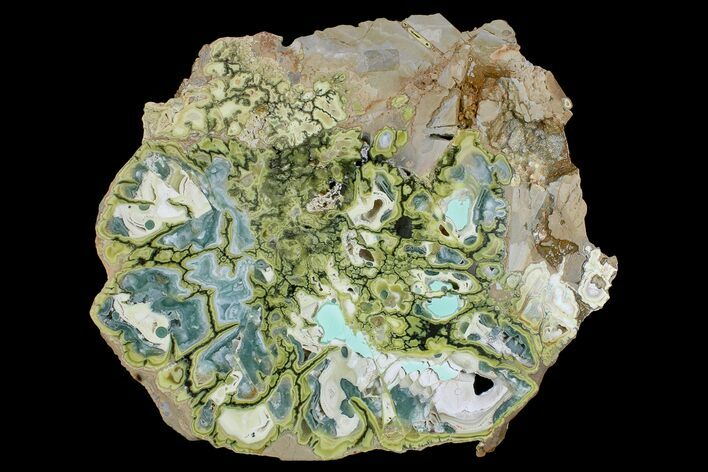 Polished Section Of Clay Canyon Variscite - Old Collection Stock #167962